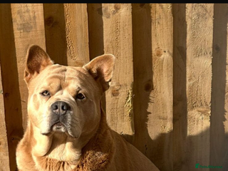 Mixed Breed dogs for stud - Advert 1