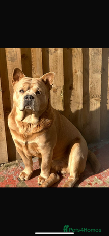 Mixed Breed dogs French chow for stud - Advert 1