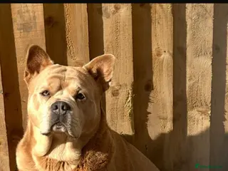 Mixed Breed dogs French chow for stud - Advert 19