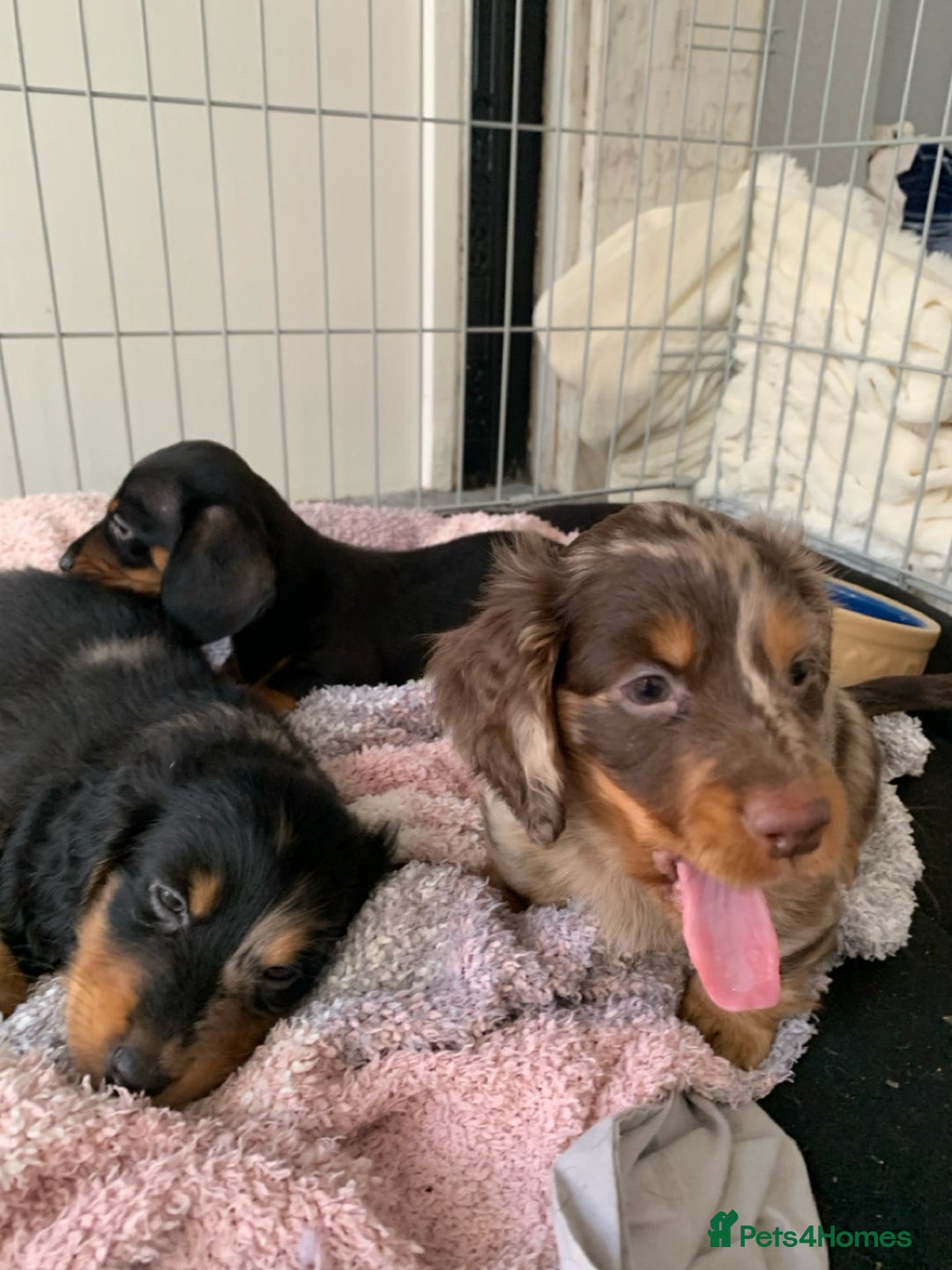 Miniature Dachshund dogs for sale: KC Long haired miniature dachshund puppies - Image 10