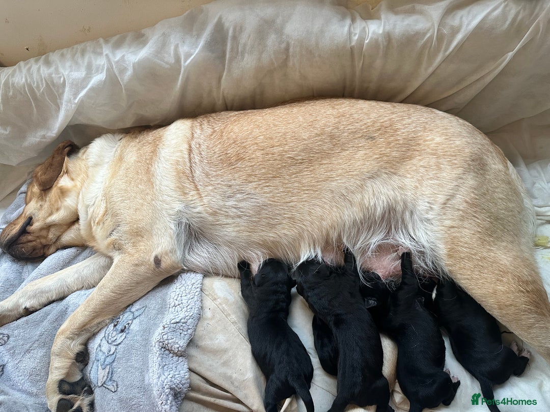 Mixed Breed dogs for sale: Labrador cross Dalmatian puppies - Advert 20
