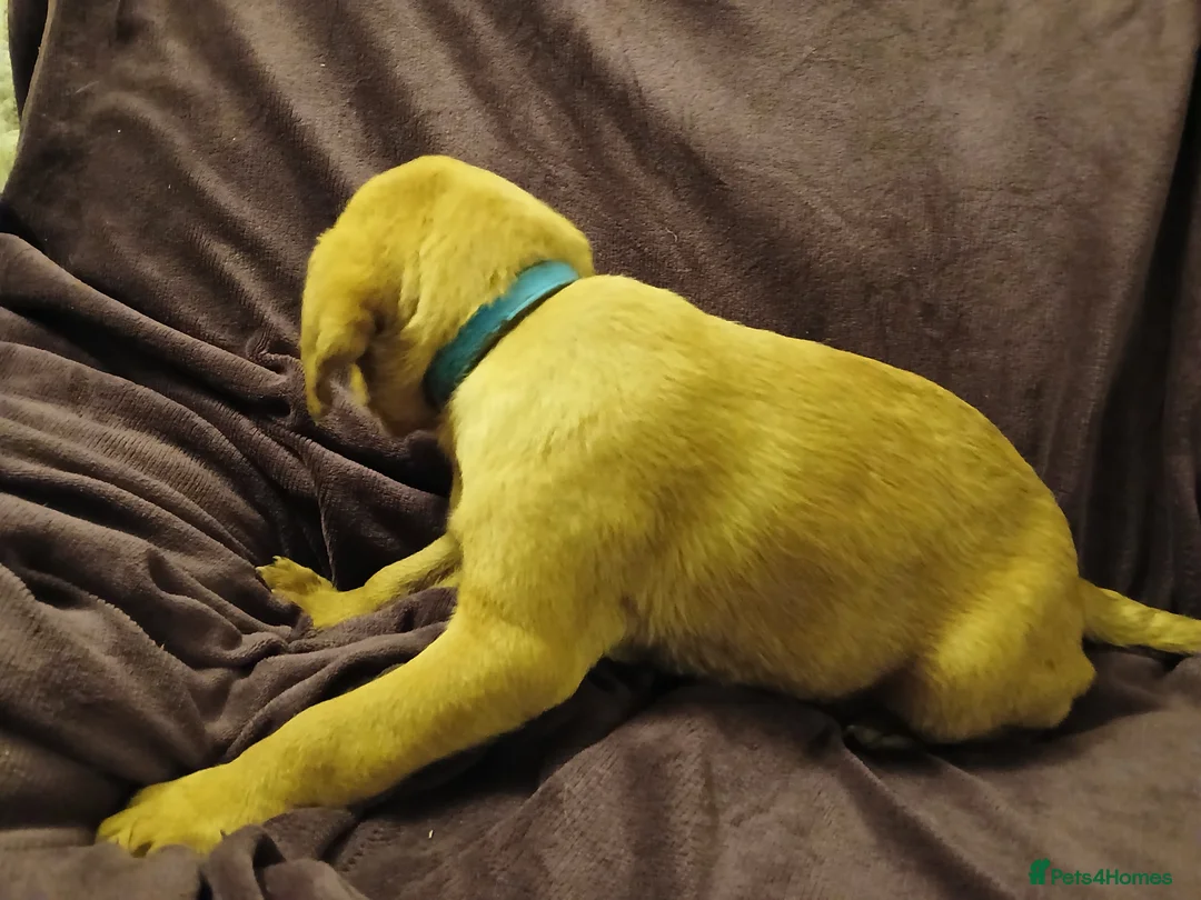 Labrador Retriever dogs for sale: Fox red labrador puppies - Advert 24