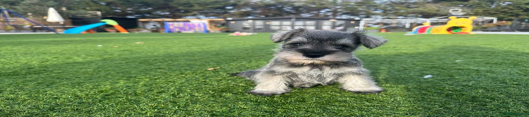 Miniature Schnauzer Puppy 2
