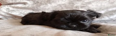 Mixed Breed Puppy 1 