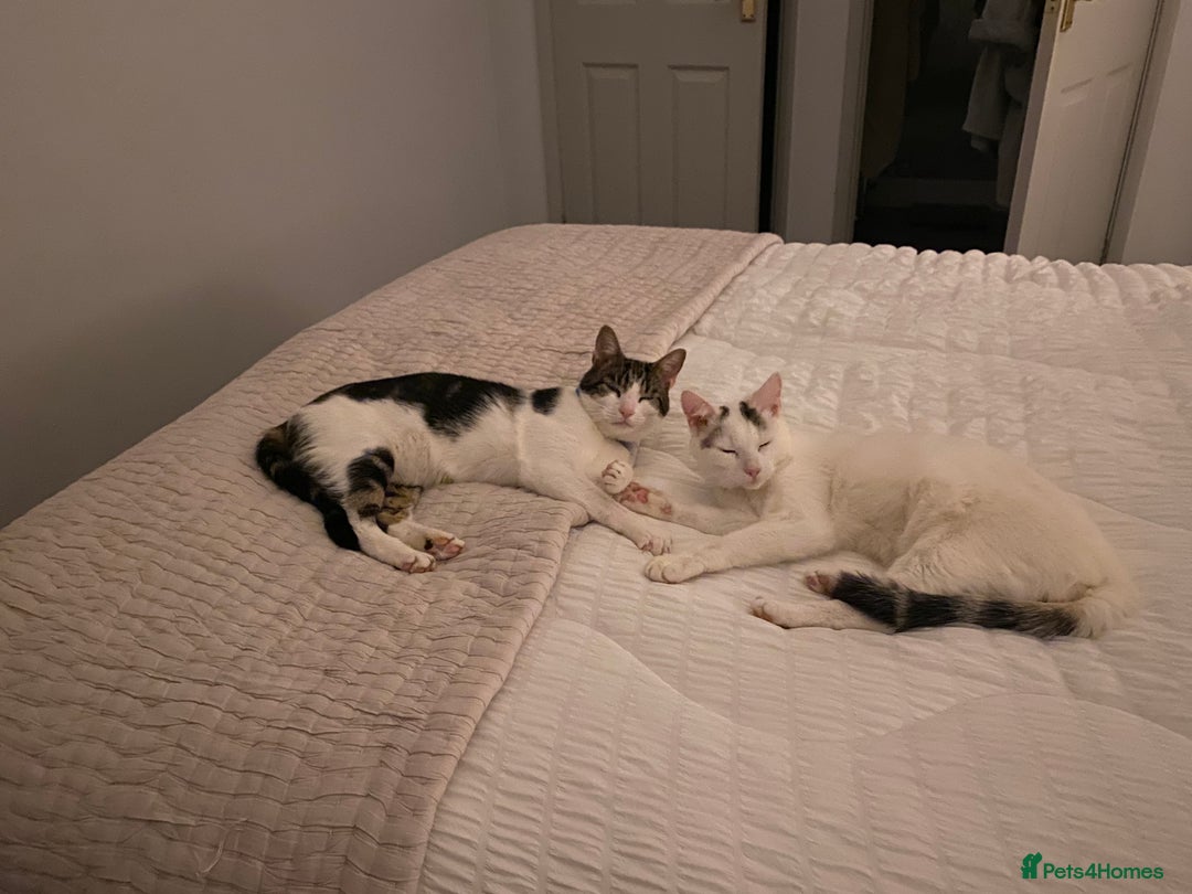 Domestic Shorthair cats for sale: FTGH 2 male tabby’s  - Image 2