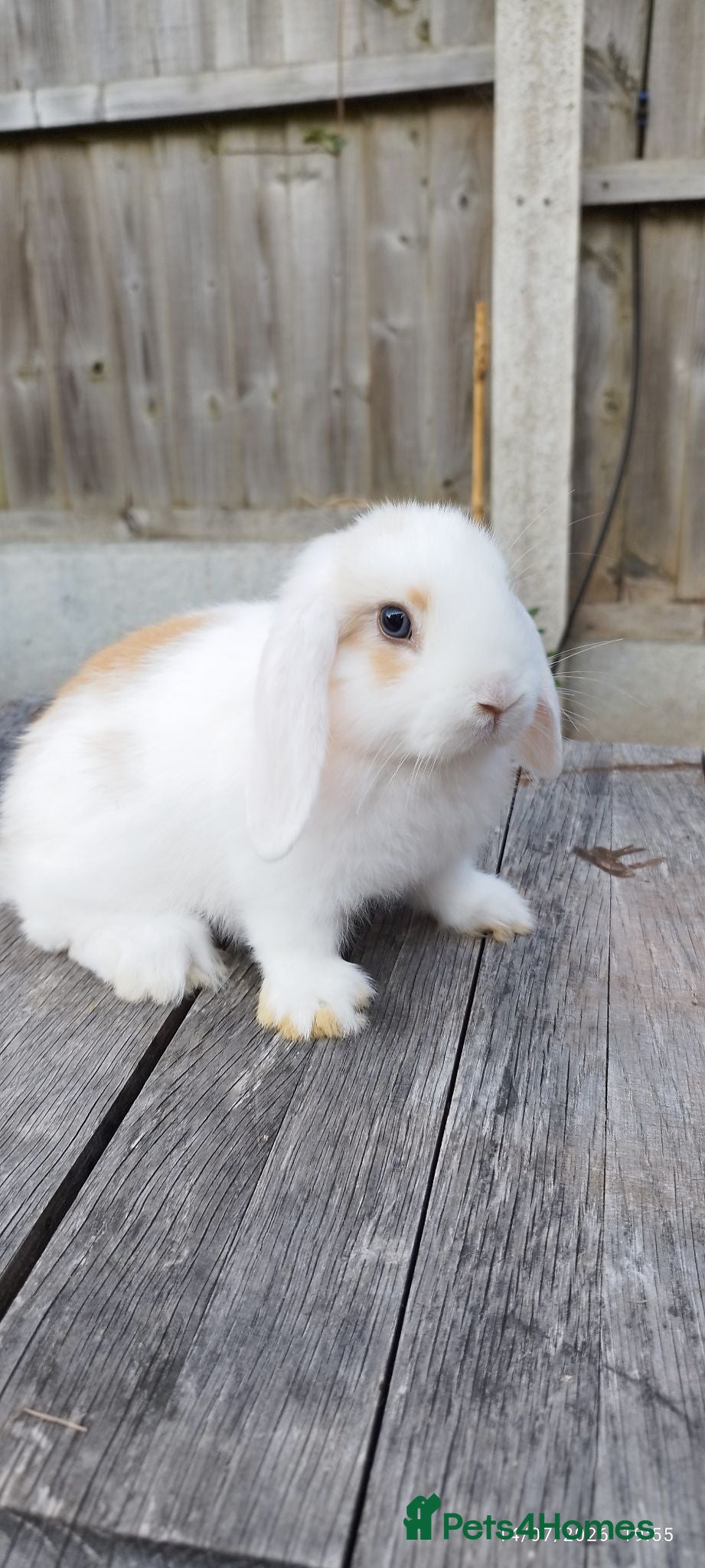 Mini Lop rabbits 8 weeks Mini Lop bunnies ( Updated: 18/07/26) - Advert 8
