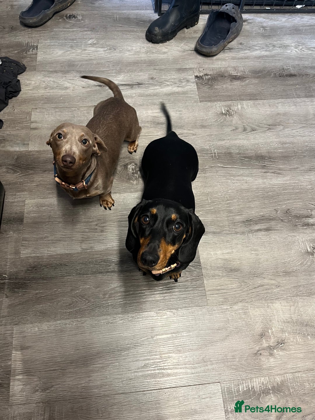 Miniature Dachshund dogs for sale: loving forever home needed for my 2 Mini Dachshund - Advert 6