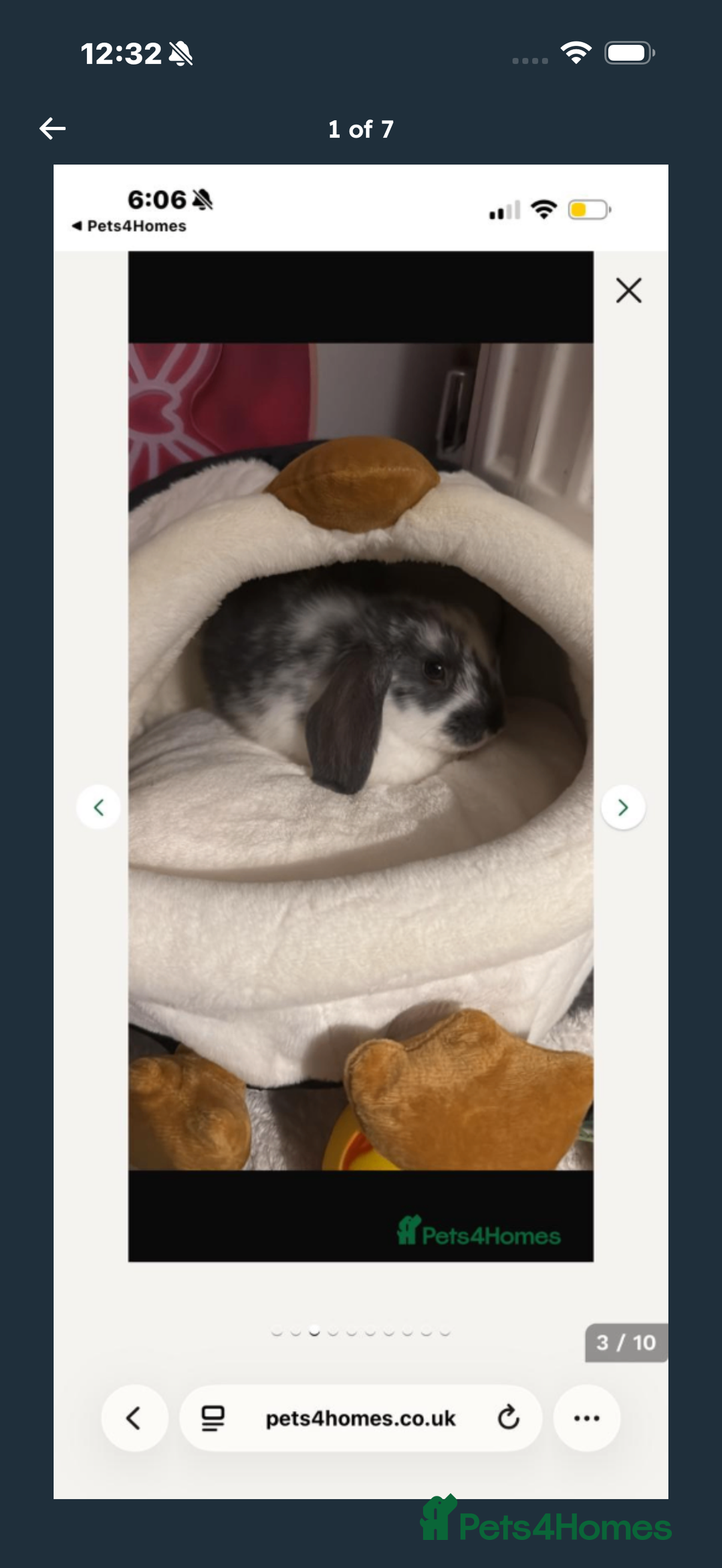 English Lop rabbits for sale: Baby bambi bunny  - Advert 8