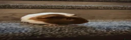 Guinea Pig rodents for sale: Guinea pigs  - Advert 3