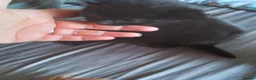 Mixed Breed cats for sale: Four male kittens - Advert 4