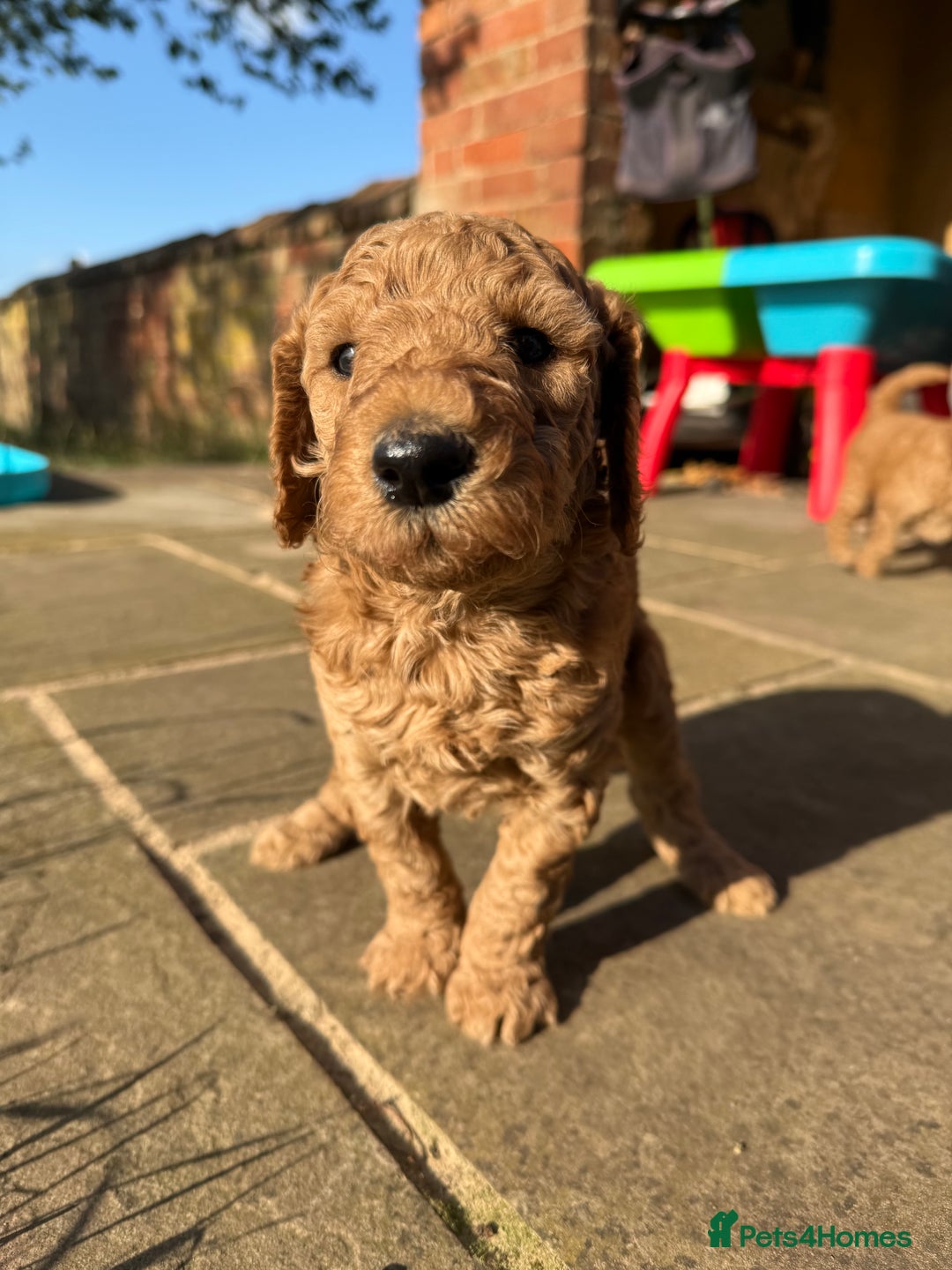 Irish Doodle dogs for sale: 6 beautiful F1b Irish Doodle puppies ❤️🐶 - Image 14