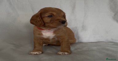 Mixed Breed dogs - Advert 13