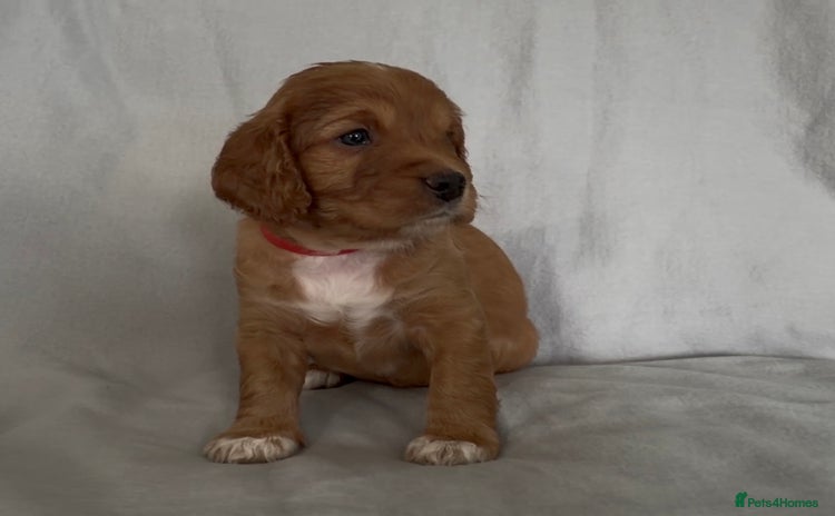 Mixed Breed dogs - Advert 2
