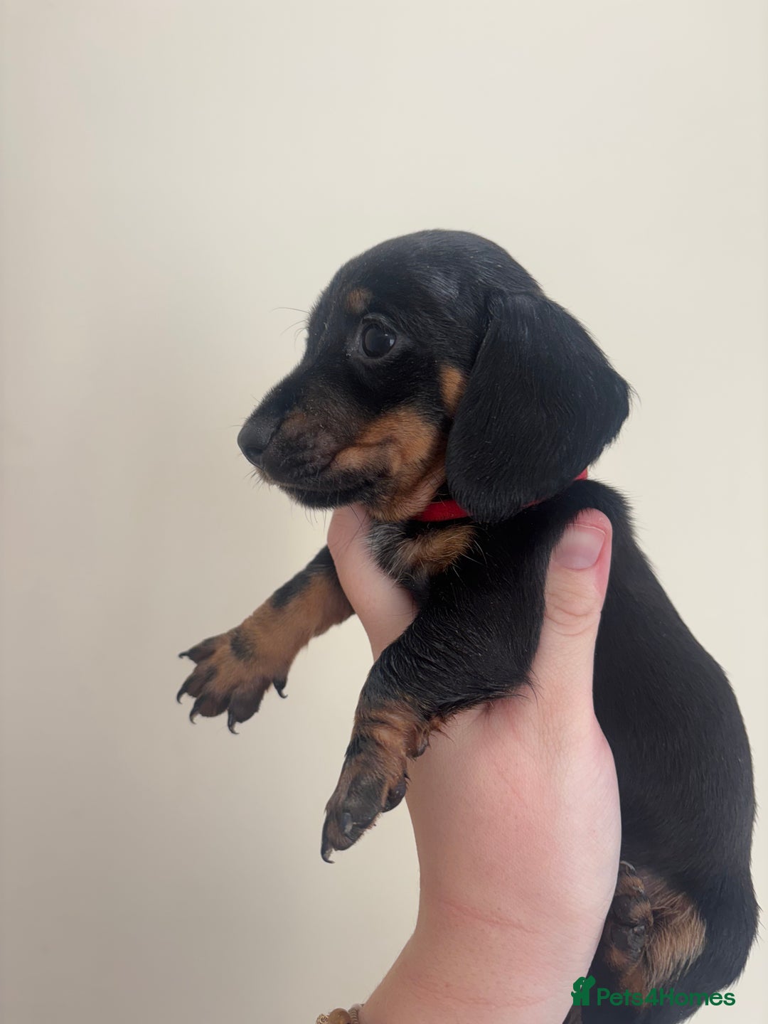 Miniature Dachshund dogs for sale: MINIATURE DACHSHUNDS - Advert 5