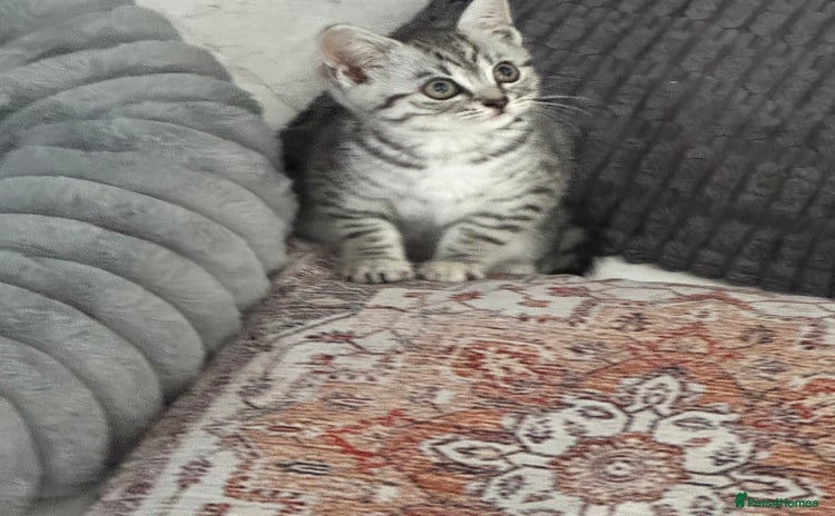 British Shorthair cats - Advert 16
