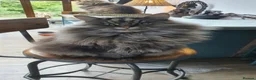 Mixed Breed cats for sale: Family of 2-3 Magical Long Hair Cats - Advert 4