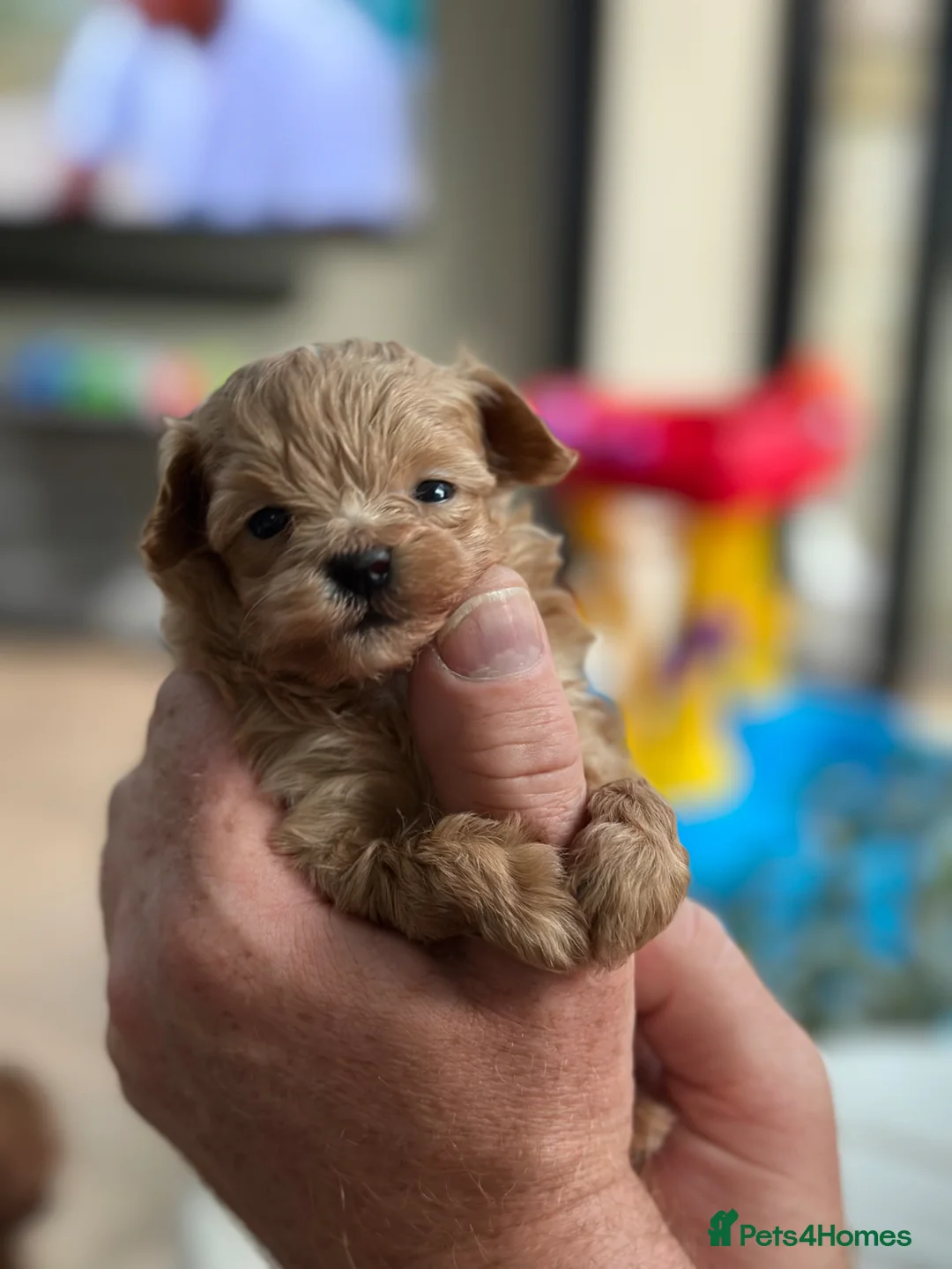 Maltipoo dogs for sale: Adorable F1 Maltipoo boy in Croydon - Advert 5