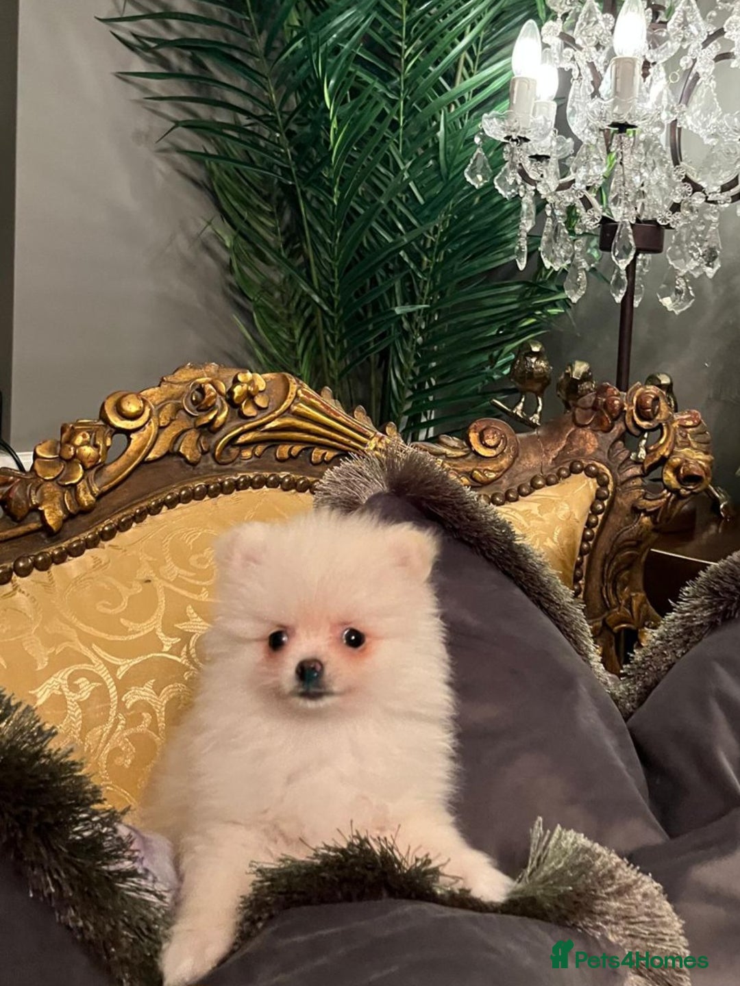 Pomeranian dogs for sale: K C registered beautiful Pomeranians - Advert 19