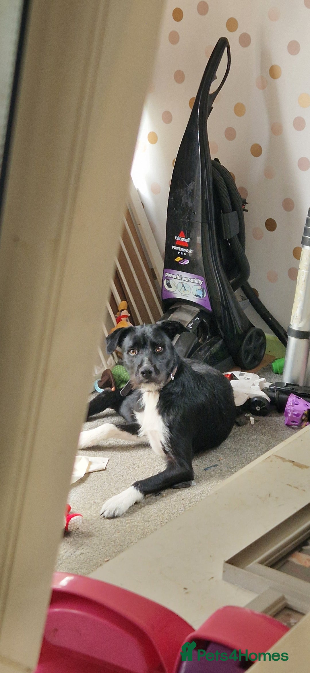 Border Collie dogs for sale: Harvey, the lovable rogue - Image 2
