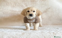 Golden Retriever dogs for sale: Last golden retriever male puppy for sale  - Image 5
