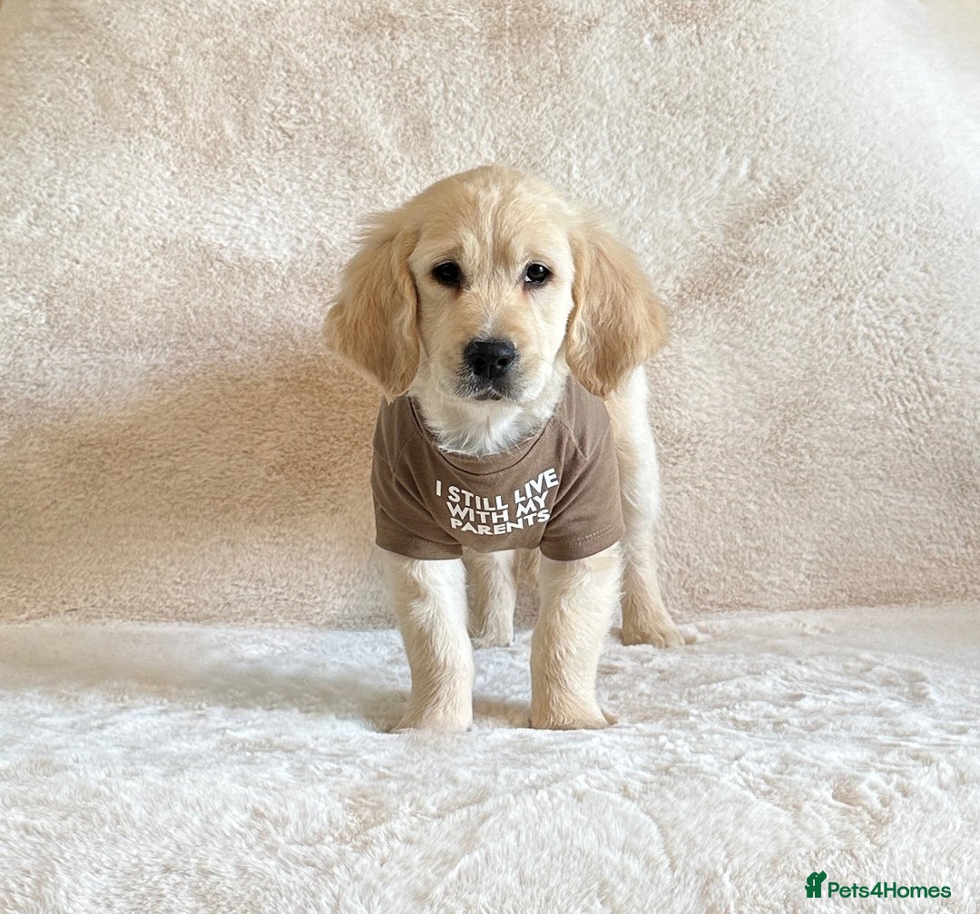 Golden Retriever dogs for sale: Last golden retriever male puppy for sale  - Image 5