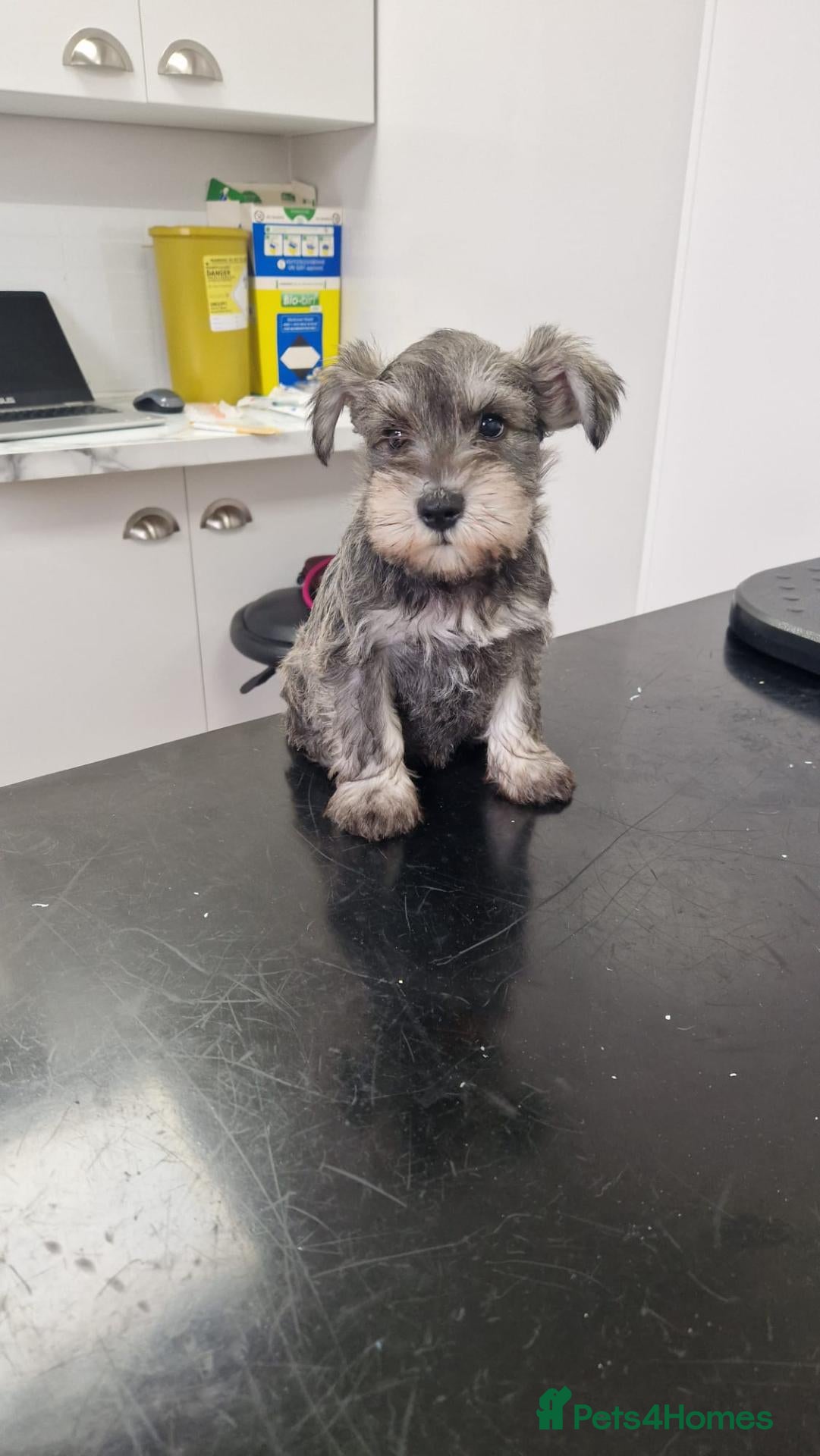 Miniature Schnauzer dogs 1 girl left she is reruced - Advert 4