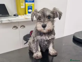 Miniature Schnauzer dogs 1 girl left she is reruced - Advert 3