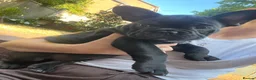French Bulldog dogs for sale: Beautiful French bulldog puppies - Advert 6