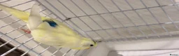 Budgerigars birds for sale: Beautiful Budgies  in Ilford - Advert 3