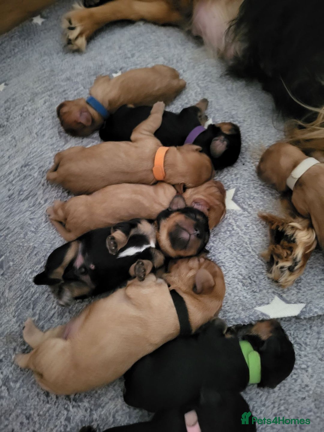 Cavalier King Charles Spaniel dogs for sale: Stunning Cavalier Puppies–Champ Blood,HealthTested - Image 4