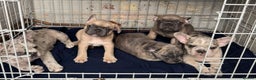 French Bulldog dogs for sale: Exceptional French Bulldog Puppies  - Advert 4
