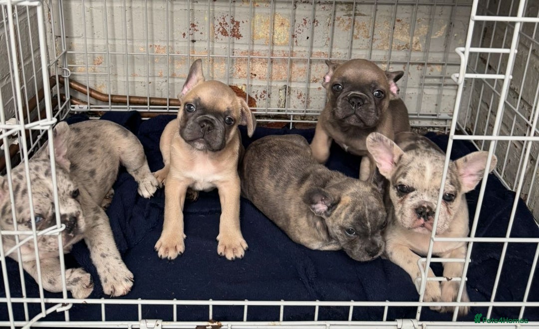 French Bulldog dogs for sale: Exceptional French Bulldog Puppies  - Advert 4