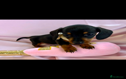 Miniature Dachshund dogs for sale: True miniature’s dapples & chocolate 🤎 - Image 14
