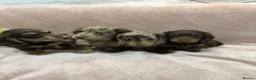 Miniature Dachshund dogs for sale: Miniature Longhaired dachshund puppy’s - Advert 6
