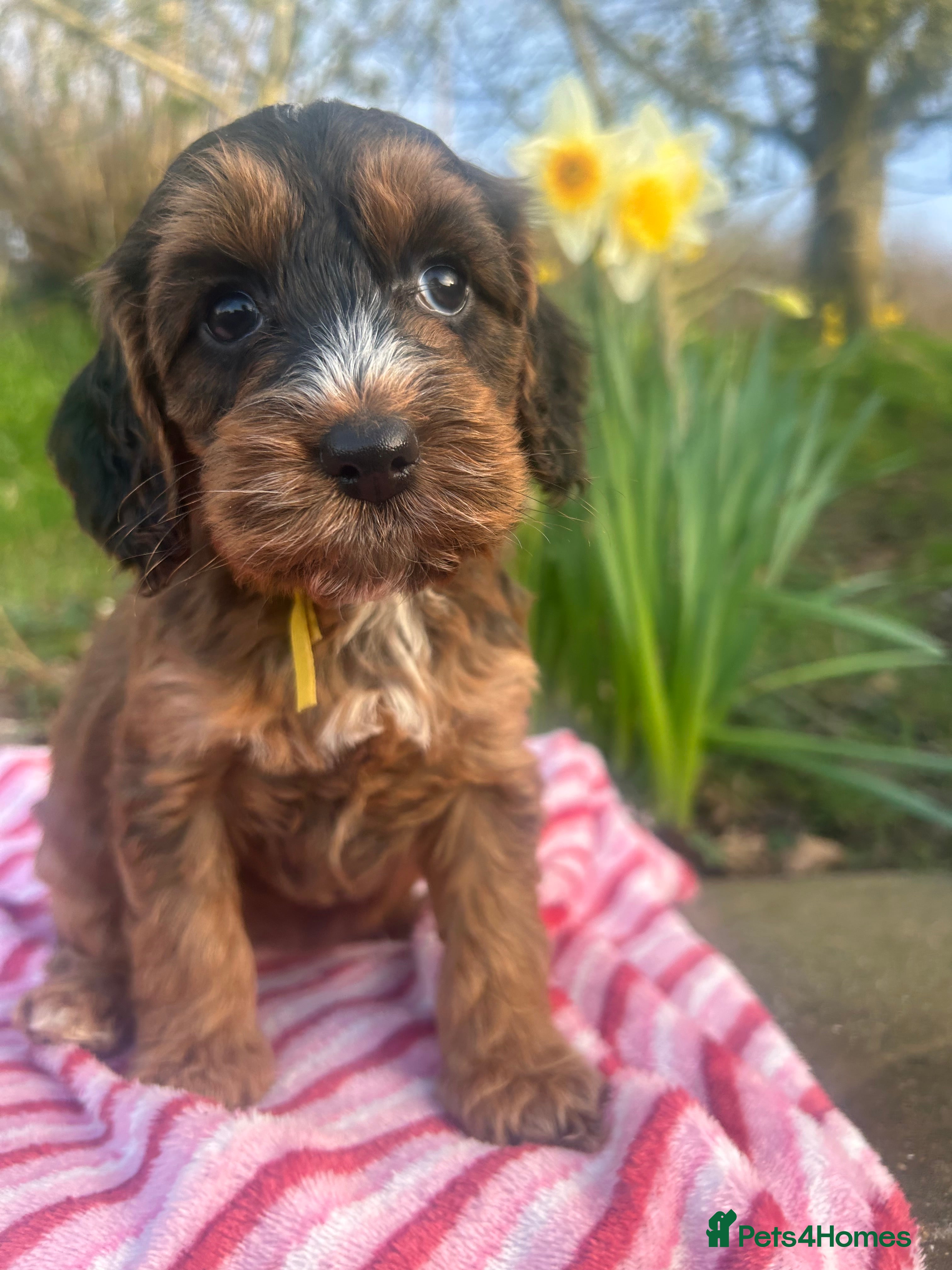 Cockapoo dogs F1 Cockapoo puppies  - Advert 4