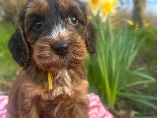 Cockapoo dogs F1 Cockapoo puppies - Advert 4