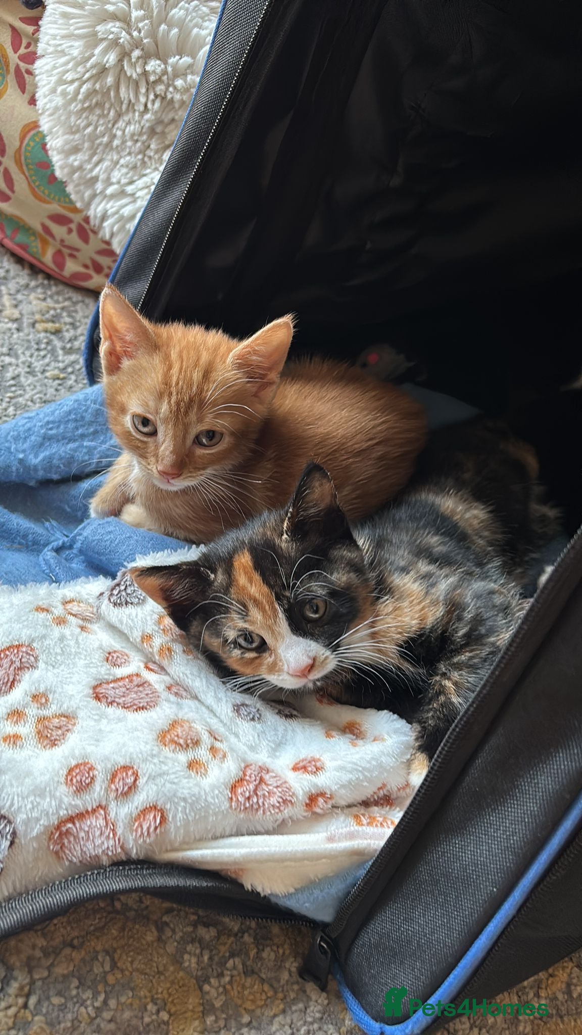 Mixed Breed cats for sale: Healthy kittens for sale  - Advert 11