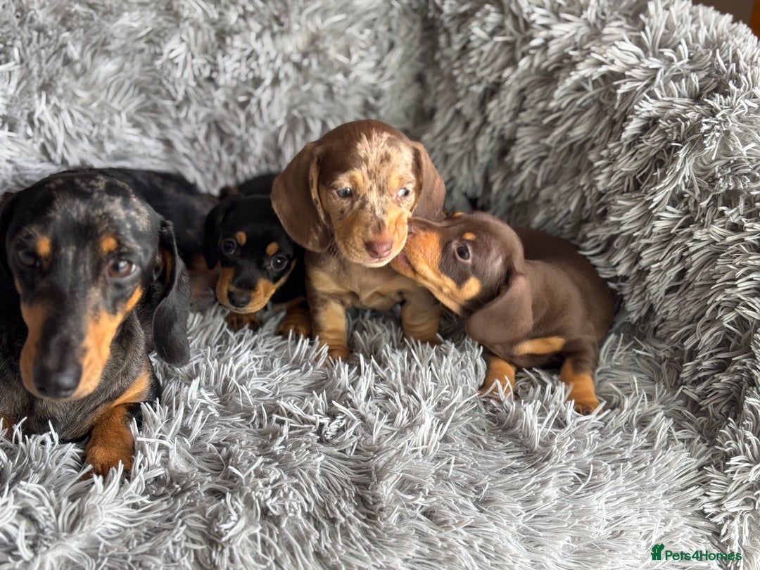 Miniature Dachshund dogs for sale: Gorgeous PRA Clear KC Reg Miniature Dachshund  - Image 13