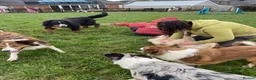 Australian Shepherd dogs for sale: Boys and girls available  - Advert 3