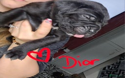 Cane Corso dogs for sale: Cane corso pups  - Image 16