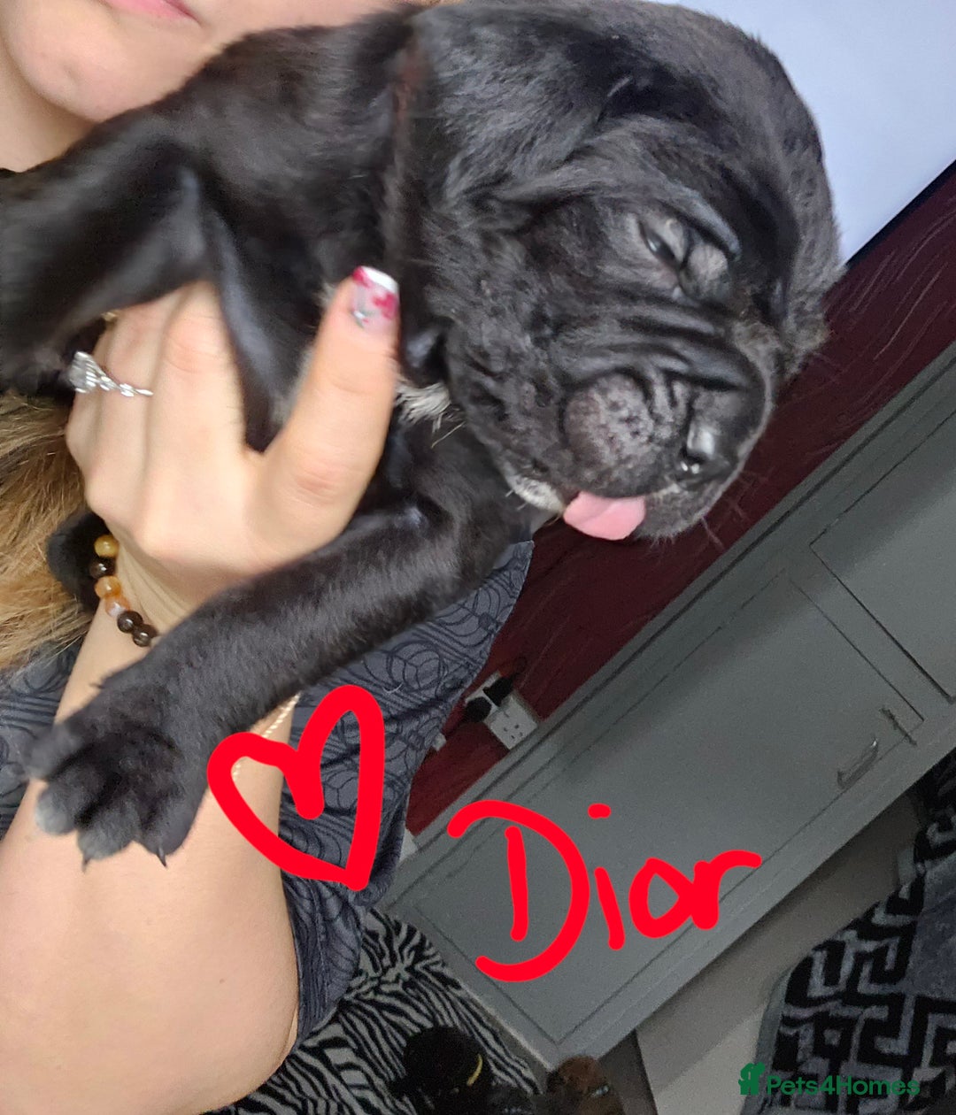 Cane Corso dogs for sale: Cane corso pups  - Image 16