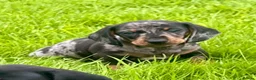 Dachshund dogs for sale: Gorgeous miniature dachshund puppies  - Advert 8