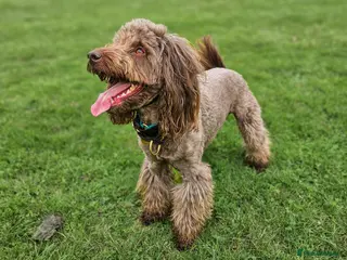 Standard Poodle dogs *PROVEN* DNA Health Tested Chocolate Cockapoo STUD in Manchester - Advert 2