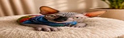 Sphynx cats for sale: Amazing DBE Sphynx kitten GCCF & TICA   - Advert 20