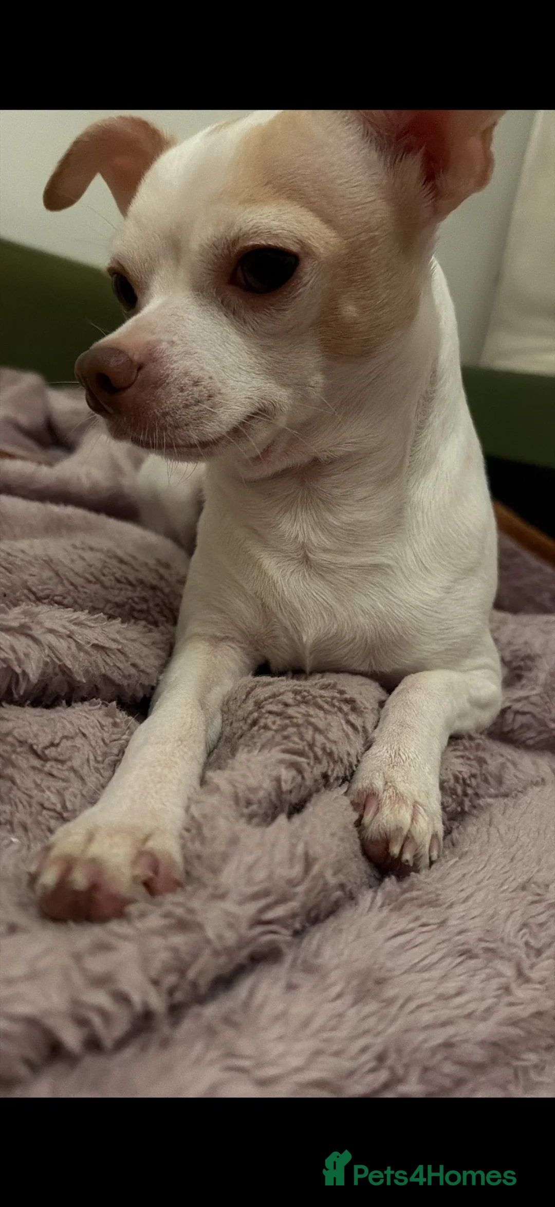Chihuahua dogs for stud: Leo the chihuahua  in Sutton - Advert 2