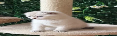 Scottish Fold 7