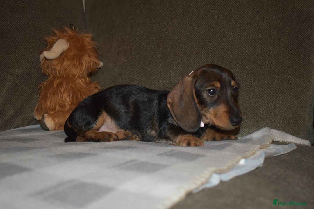 Dachshund dogs for sale: Ready now Wire haired standard x miniture puppy’s  - Advert 26