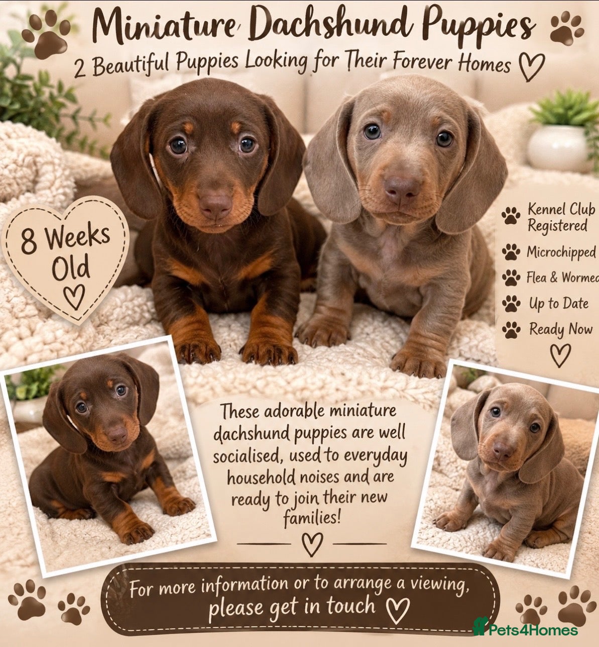Miniature Dachshund dogs for sale: 🎃 kc miniature dachshunds 🎃 - Advert 6