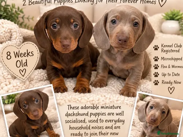 Miniature Dachshund dogs for sale: 🎃 kc miniature dachshunds 🎃 - Advert 6