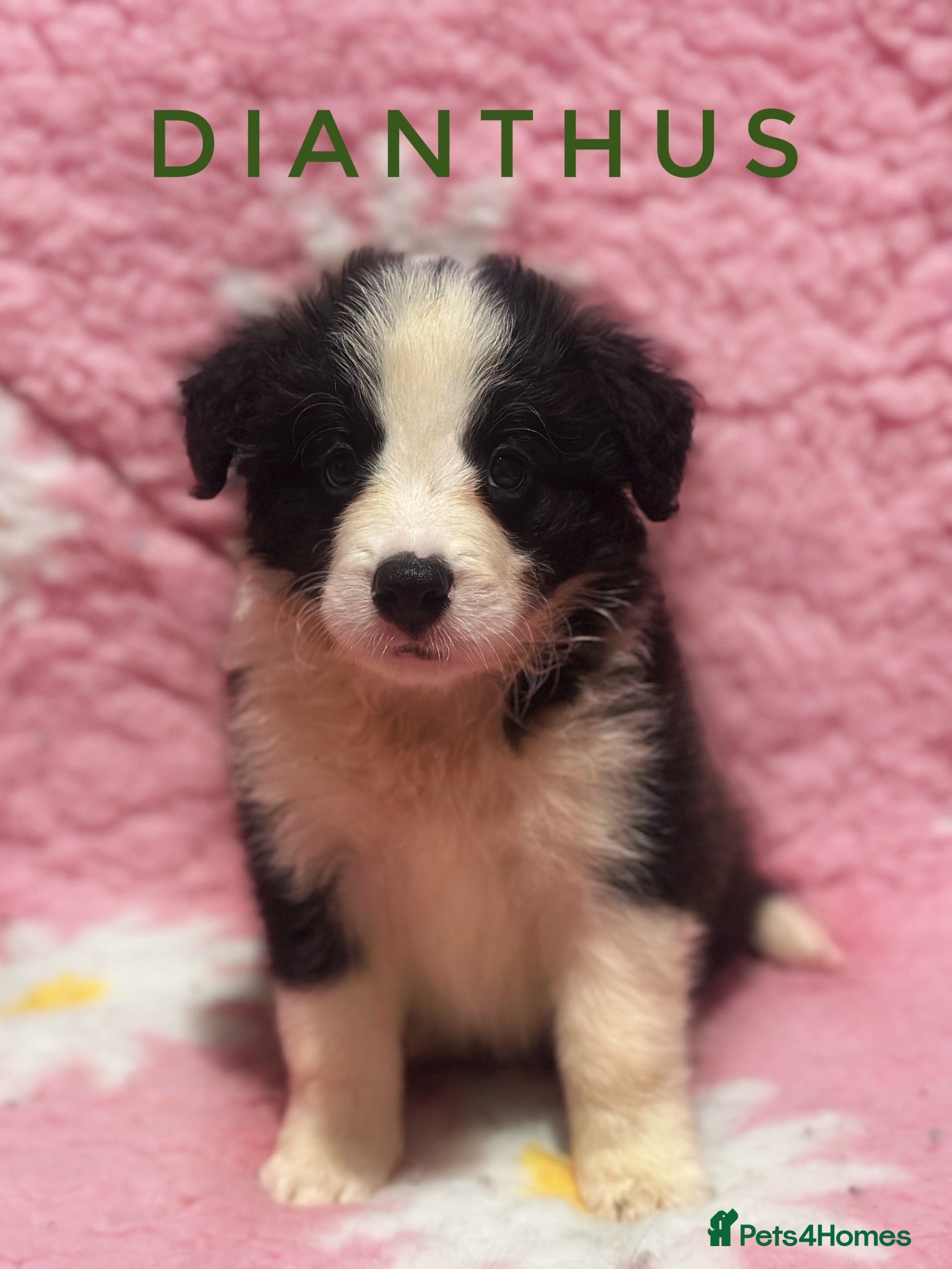 Border Collie dogs Fully Health Tested, KC registered puppies due - Advert 1